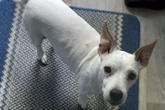 Woman 'devastated' after having dog put down following neighbour complaint