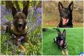 Pawsome police dogs sniff out five suspected car thieves and burglar
