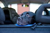 How to tell if your dog is suffering from travel anxiety - and what you can do