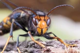 Expert shares 'essential steps' to keep Asian Hornets from your garden