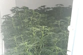 Police bust £100k cannabis farm in Tipton