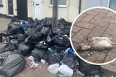 Winter rat infestation warning issued - how to protect your home now