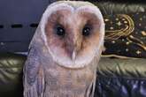 Harry Potter-themed Owl Lounge to open in Sutton Coldfield