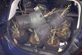 Birmingham police seize 'unlawful Christmas trees' from car boot as driver arrested