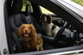 Police advice on four things to do if you see a dog in a hot car