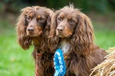'Dog-friendly' village pub with Birmingham connection named among best in UK