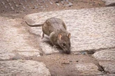 Watch big rat spark panic in Birmingham city centre as bin strike rumbles on