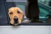 Drivers issued 'harsh' rule they should follow if they breakdown with dog in car