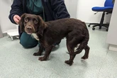 Huge spike in West Midlands animal abuse as shock numbers show sharp rise in summer beatings