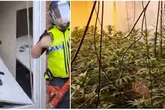 Dramatic moment police bust Dudley cannabis farm