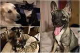 Three beautiful dogs in need of forever homes in the Midlands