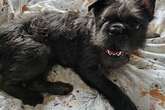 Urgent winter appeal to give stray dogs a chance at life