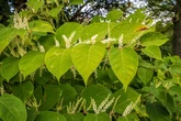 Garden shrub with pretty flowers loved by bees could knock £40k off value of your home