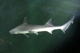 Rare 40lb shark caught by man off coast of popular UK beach