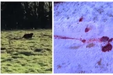 Big cat 'evidence' in snow at Midland beauty spot after 'bloodbath' mauling near M5
