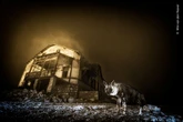 Wolverhampton Art Gallery hosts stunning images from leading wildlife photographers