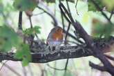 Homeowners with robins in garden issued warning ahead of Christmas