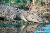 Boy, 3, in 'critical condition' after he 'ended up in crocodile enclosure' at UK zoo