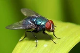 Reason flies won't leave your living room even if you open the window