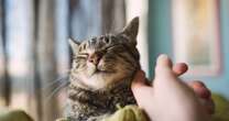 Tell-tale signs your cat loves you more than their other owner