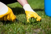 Mistake nearly every gardener makes as expert points to 'health benefit'