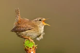 Birds sing late into the night in areas affected by light pollution