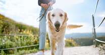 Man shares wild reason for dog's 'friendly' behaviour with strangers in the park