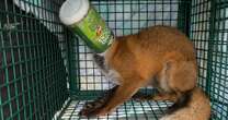 Heartbroken woman wakes up to fox with its head stuck in plastic container