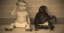 Toddler forced to live with chimp in horrific experiment organised by own parents