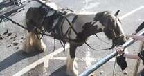 Poor pony was left in Cardiff car park without food and water while owner went to the pubAnimals