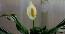 Peace lilies will thrive and flower all winter if you keep them in this 'ideal' location