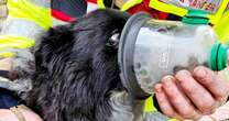 Heartwarming moment firefighters give dog oxygen after house blazeHouse fires