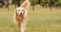 Golden retriever suddenly stops eating and looks around – then pet camera shows why