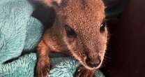 Family in Kangaroo Island raises orphaned joey found in dead mother's pouchKangaroos