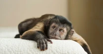 UK to enforce ban on keeping monkeys as pets affecting 5,000 primatesMonkeys