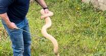 Woman finds 8.5ft boa constrictor snake in her garden - and nobody knows where it came fromSnakes