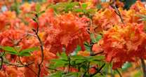 Monty Don’s firm advice to protect rhododendrons now with quick garden jobMonty Don