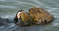 Oysters and otters to return to River Thames in major 10-year reintroduction plan