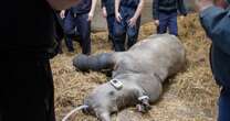 Knowsley Safari Park hero vets perform first-ever surgery on rhino's broken leg