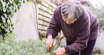 Key task gardeners need to do now to get 'abundance' of lavender flowers next year