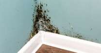 Simple trick to do every morning to stop mould growing in your home