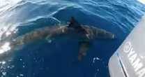 Deadly 'Great White Shark' filmed off Galway coast as swimming warning issued