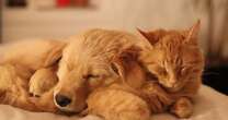 If you want your new puppy to get along with your cat, research provides some key tips