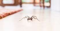 'Huge' spiders invade UK homes as Brits share spray they swear by to repel them