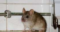 Natural item rats 'detest' will keep them out of your home foreverRats