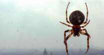 Keep spiders out of your home for good with these common household items they 'hate'Spiders