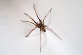 Drivers given warning when confronted by rampaging spiders in car - or face £5,000 fine