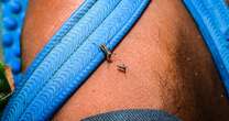 Dengue fever outbreaks rise in Europe - what you need to know about symptoms and treatment