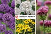 100 FREE* Allium Bulbs from Thompson & Morgan!