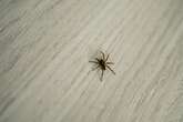 Easy ways to keep spiders out of your home as arachnids enter 'mating season'